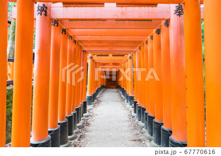 the red torii gates walkway at fushimi inari 67770616