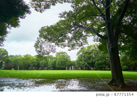 葛ヶ谷公園_No9 葛ヶ谷公園_No9 67771354