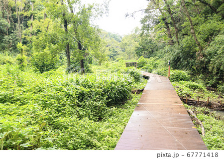 湘南三浦半島の草原小網代の森（曇り） 67771418