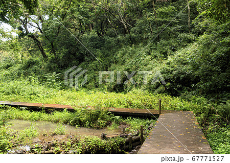 関東の秘境の三浦半島の小網代の森（梅雨） 67771527