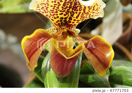 パフィオペディラム パフィオペディラム 67771703