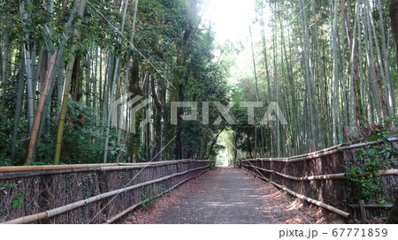 京都の嵐山の竹林の小径を独り占め状態 67771859