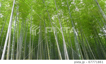 雨上がりの竹林の中から見上げると 雨上がりの竹林の中から見上げると 67771861