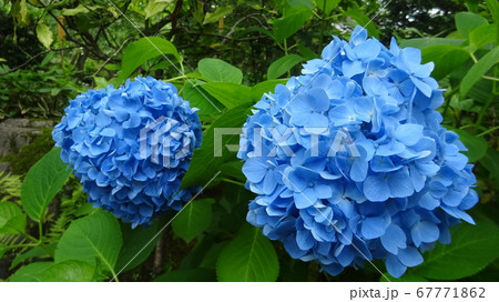 紫陽花の花 紫陽花の花 67771862