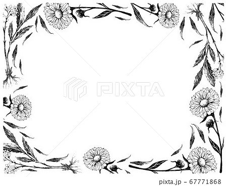 Hand Drawn of Valerian and Calendula or Marigold 67771868