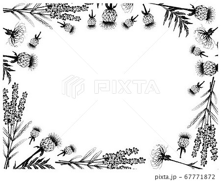 Hand Drawn of Lavender Flowers and Maral Root Hand Drawn of Lavender Flowers and Maral Root 67771872
