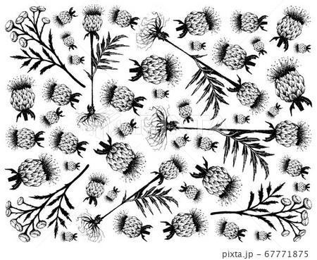 Hand Drawn of Tansy and Maral Root Plants Hand Drawn of Tansy and Maral Root Plants 67771875