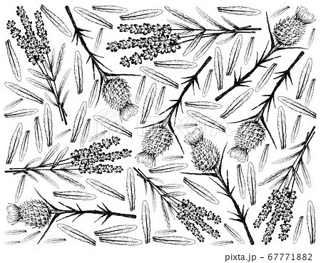 Hand Drawn Lavender and Milk Thistle Flowers 67771882