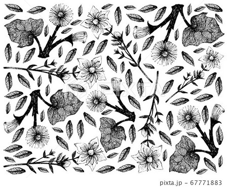 Hand Drawn of Perforate St.John's Wort and Hand Drawn of Perforate St.John's Wort and 67771883