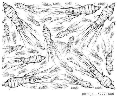 Hand Drawn Background of Ginseng Plants with 67771886