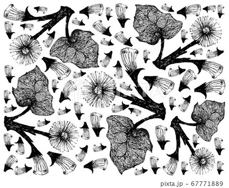 Hand Drawn Background of Coltsfoot or Tussilago 67771889