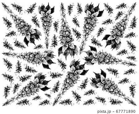 Hand Drawn Background of Digitalis or Foxglove 67771890