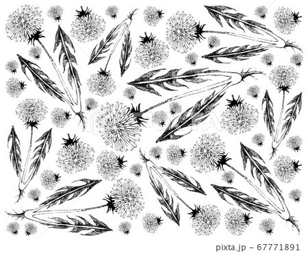 Hand Drawn of Dandelion Plants on White Background 67771891
