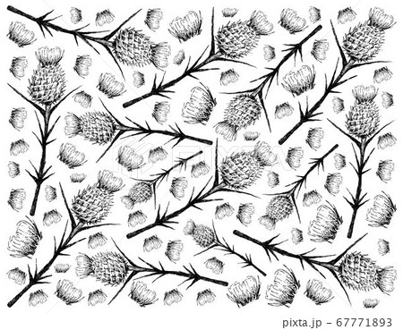 Hand Drawn Background of Milk Thistle on White 67771893