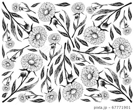 Hand Drawn Background of Calendula or Marigold Hand Drawn Background of Calendula or Marigold 67771901