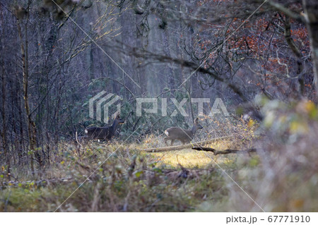 Two European roe deer (Capreolus capreolus) Two European roe deer (Capreolus capreolus) 67771910