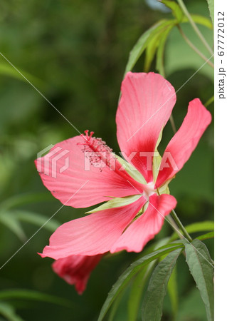 夏の花 モミジアオイ 夏の花 モミジアオイ 67772012
