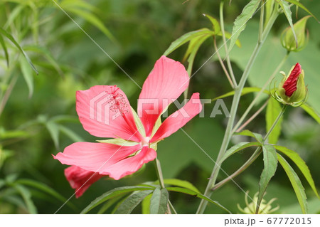 夏の花 モミジアオイ 夏の花 モミジアオイ 67772015
