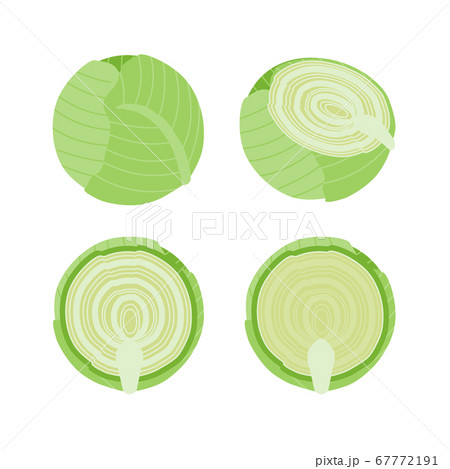キャベツのシンプルなベクターイラスト 67772191