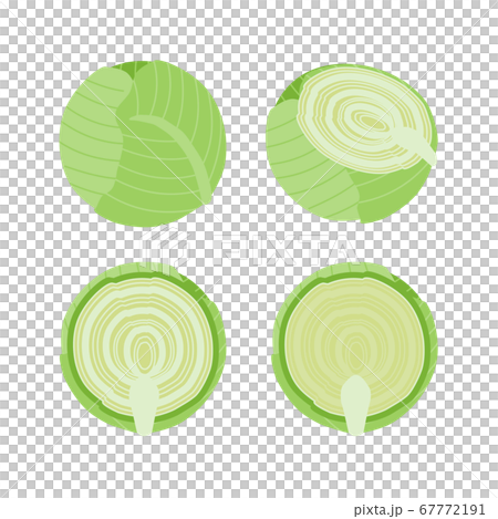 白菜的簡單的矢量圖 67772191