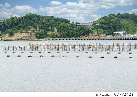 日本三景松島の風景　カキの養殖棚　宮城県松島町 67772422