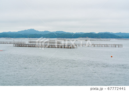 日本三景松島の風景 カキの養殖棚 宮城県松島町 日本三景松島の風景 カキの養殖棚 宮城県松島町 67772441