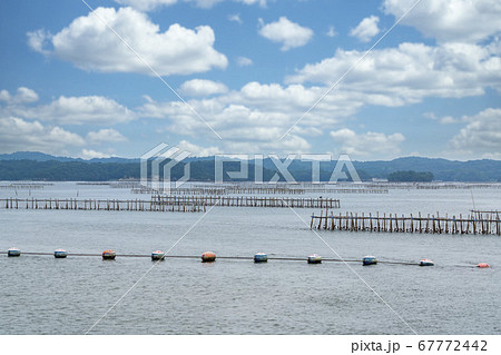 日本三景松島の風景 カキの養殖棚 宮城県松島町 日本三景松島の風景 カキの養殖棚 宮城県松島町 67772442