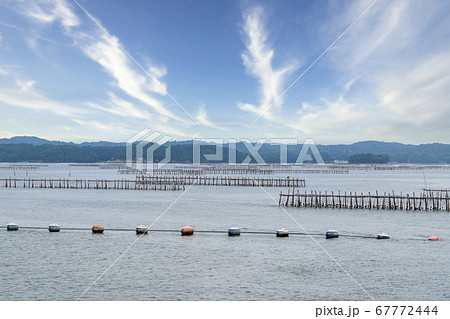 日本三景松島の風景 カキの養殖棚 宮城県松島町 日本三景松島の風景 カキの養殖棚 宮城県松島町 67772444