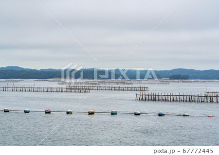 日本三景松島の風景 カキの養殖棚 宮城県松島町 日本三景松島の風景 カキの養殖棚 宮城県松島町 67772445