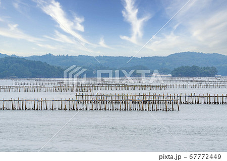 日本三景松島の風景　カキの養殖棚　宮城県松島町 67772449