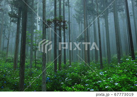 森の紫陽花 67773019