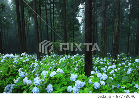 森の紫陽花 67773046