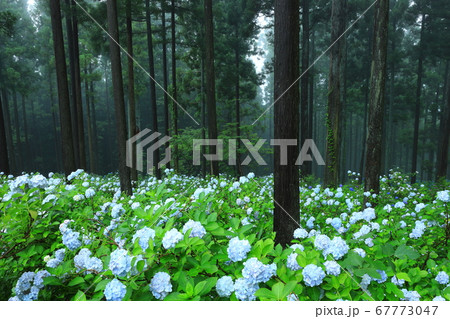 森の紫陽花 67773047