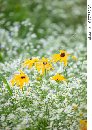 春 花 花畑 67773230