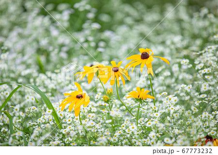 春 花 植物 67773232