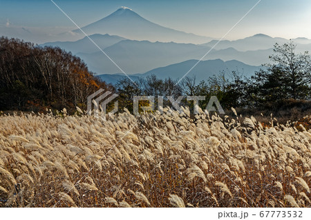 晩秋の南大菩薩・大蔵高丸のススキと富士山 晩秋の南大菩薩・大蔵高丸のススキと富士山 67773532