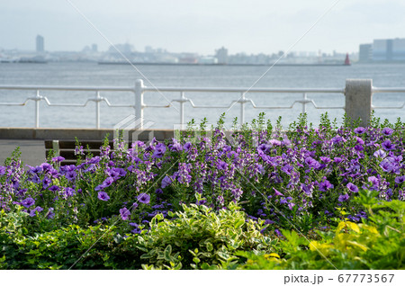 横浜港を背景にした紫色の花です 67773567
