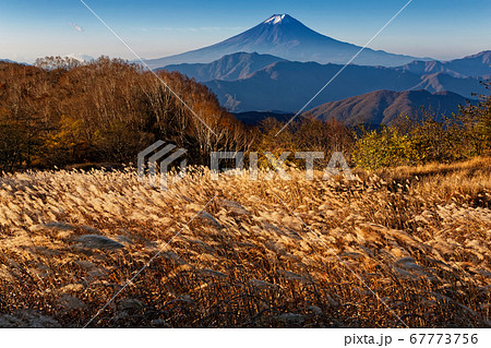 南大菩薩・大蔵高丸のススキと朝の富士山 67773756