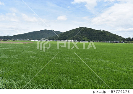 田んぼと山並みと白雲 67774178