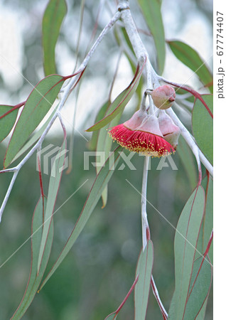 Red blossoms and grey green leaves of the Australian native mallee tree Eucalyptus caesia, family Myrtaceae. Common name is Silver Princess. Endemic to south west Western Australia Red blossoms and grey green leaves of the Australian native mallee tree Eucalyptus caesia, family Myrtaceae. Common name is Silver Princess. Endemic to south west Western Australia 67774407