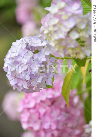 紫陽花 紫陽花 67774432