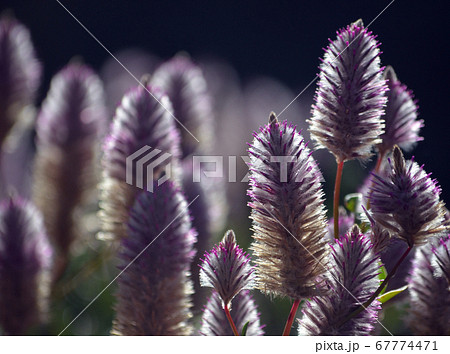 Australian native backlit purple Ptilotus exaltatus Joey wildflowers, family Amaranthaceae. Called Mulla Mulla by indigenous Australians. 67774471