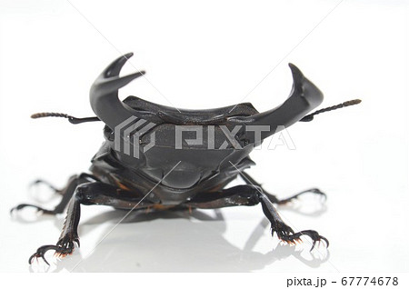 国産オオクワガタ　白背景 67774678