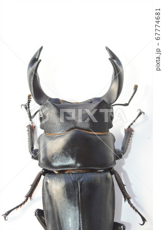 国産オオクワガタ　白背景 67774681