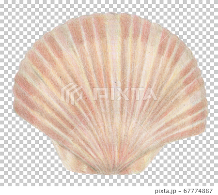 Hand-painted colored pencils Scallops Scallops Scallops 67774887