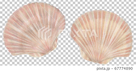 Hand-painted colored pencils Scallops Scallops Scallops 67774890