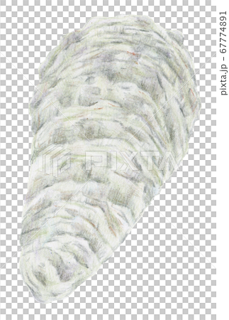 Hand drawn colored pencils oyster oyster seafood Hand drawn colored pencils oyster oyster seafood 67774891