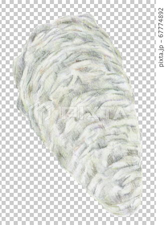 Hand drawn colored pencils oyster oyster seafood Hand drawn colored pencils oyster oyster seafood 67774892