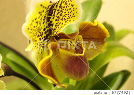 パフィオペディラム パフィオペディラム 67774922