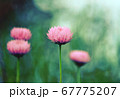 Vintage impressionist painterly style pink Australian Everlasting Daisy. Grunge textured effect. 67775207